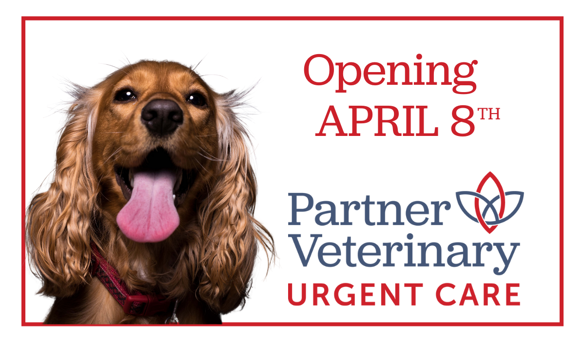 cocker spaniel with tongue sticking out on april 8 opening announcement