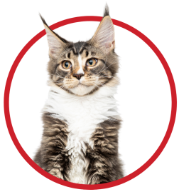 white and grey tabby cat in red circle
